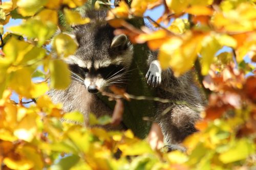 zoo animals autumn