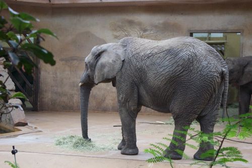 zoo elephant animal