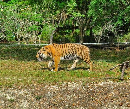 zoo tiger feral cat