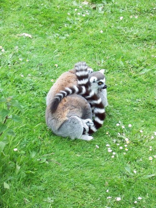 zoo lemur animal