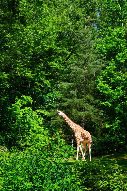 zoo  giraffe  animal