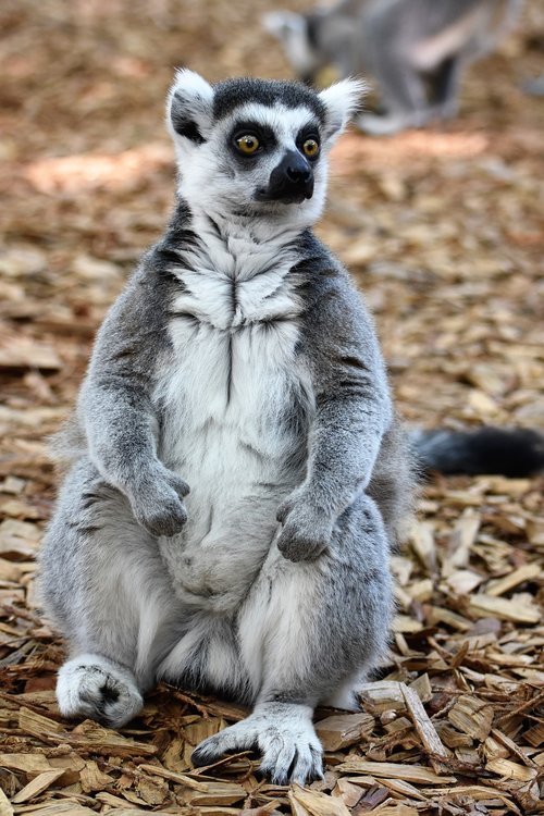 zoo  lemur