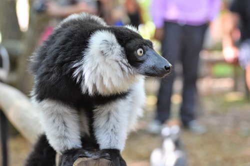 zoo  lemur