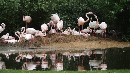 zoo  flamingo  water bird