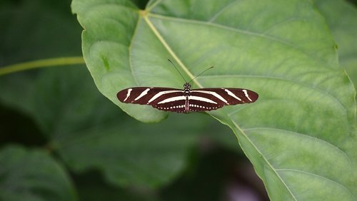 zoo  animal  butterfly