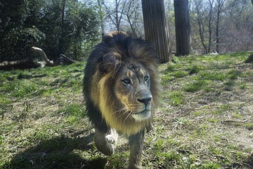 zoo  lion  animal