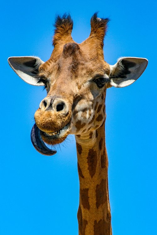 zoo  giraffe  neck