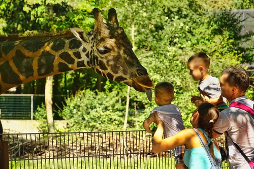 zoo  giraffe  tongue