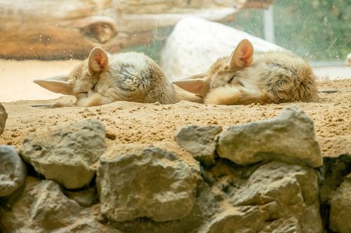 zoo  wild animals  desert fox