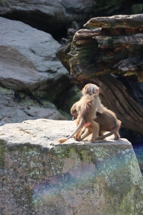 zoo  animal  animal world