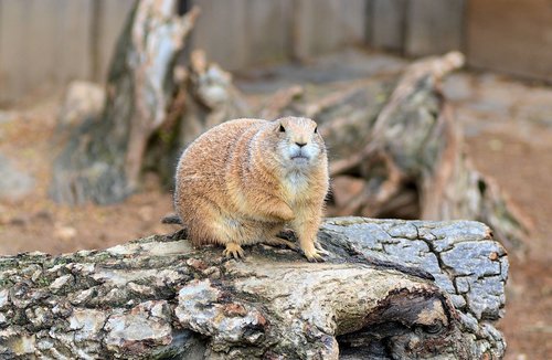 zoo  animals  fur animals