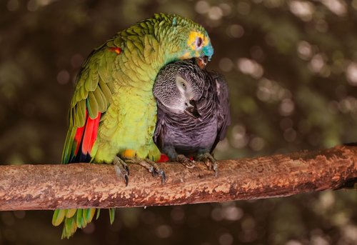 zoo  parrot  exotic