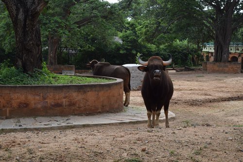 zoo  mysore  tourist place