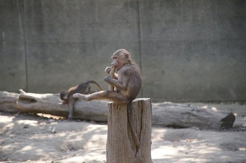 zoo  monkey  mammal