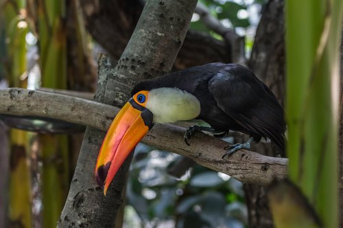 zoo  toucan  nature
