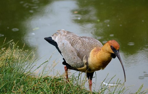 zoo  water bird  ibis