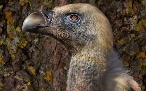 zoo  vulture  head