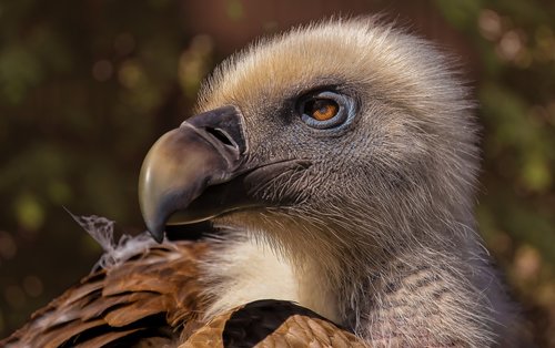 zoo  vulture  birds