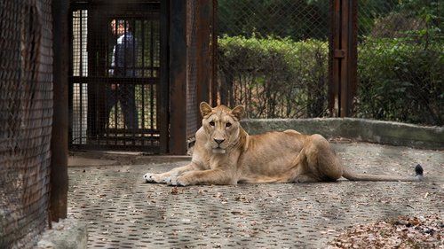 zoo  animal  lion