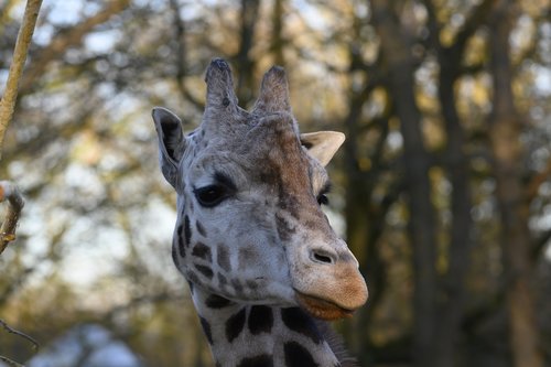 zoo  giraffe  stains