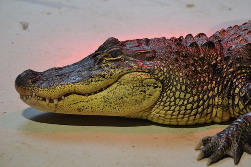 zoo  crocodile  œil