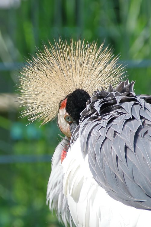 zoo  animals  birds