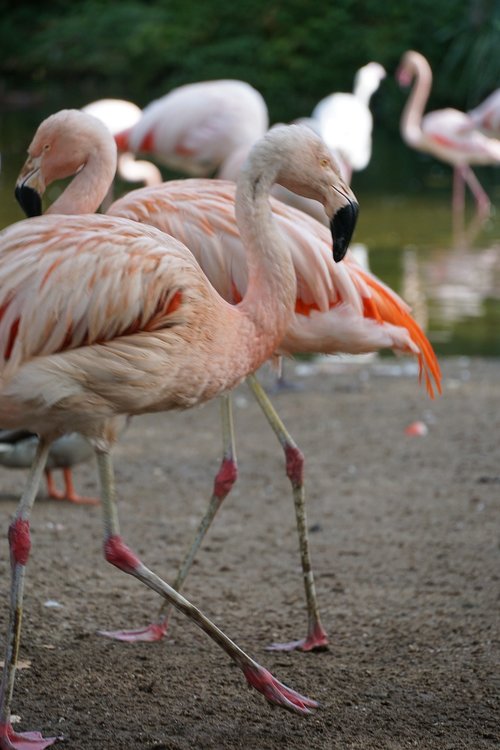 zoo  bird  pink