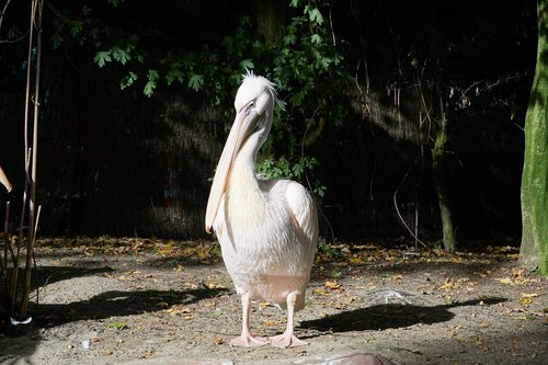 zoo  pelikan  bird