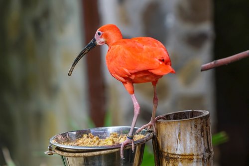 zoo  bird  red