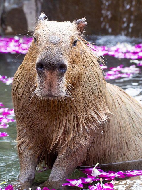 zoo  capybara  animal
