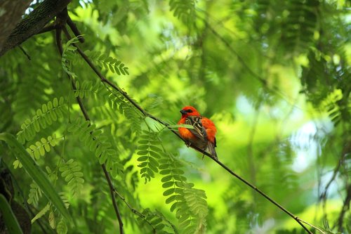 zoo  bird  animal