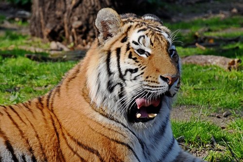 zoo  tiger  animal