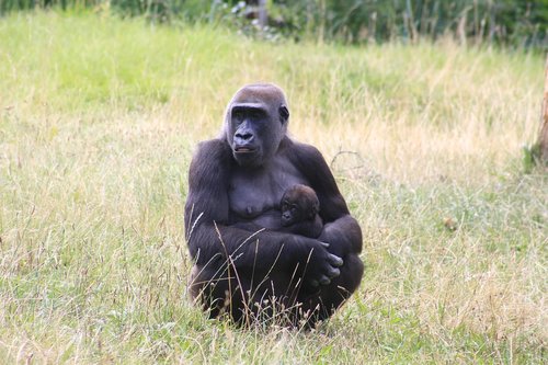 zoo  monkey portrait  ape