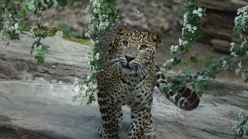 zoo  leopard  cat