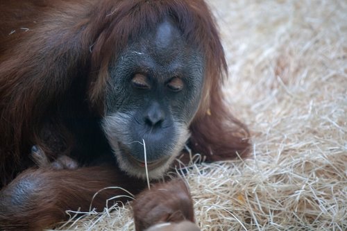 zoo  wildlife  portraits