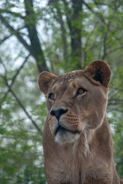 zoo  lioness  lion