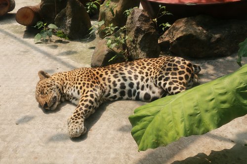 zoo  cheetah  animal