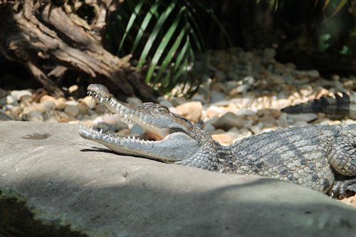zoo  crocodile  reptile