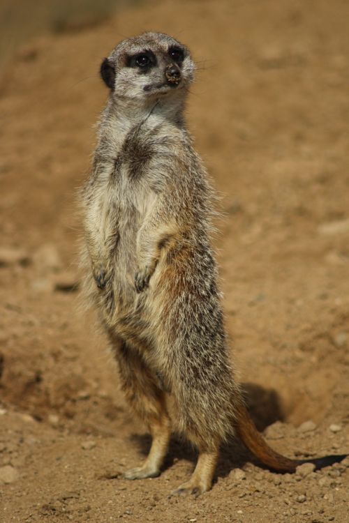 zoo animal meerkat