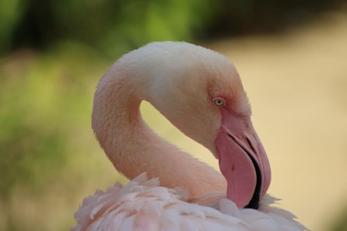 zoo flamingo bird