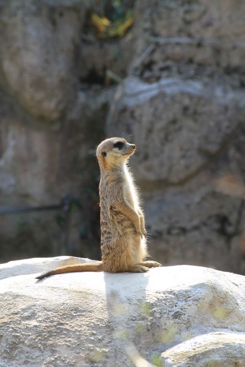 zoo liberec meerkat