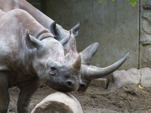 zoo animal rhino