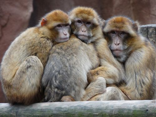 zoo monkeys together