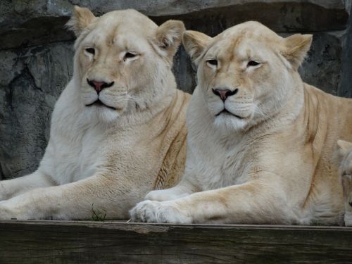 zoo lions together