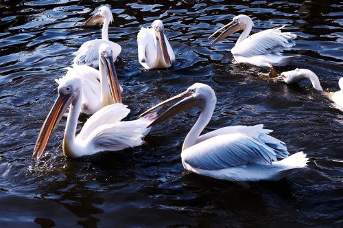 zoo pelican animals