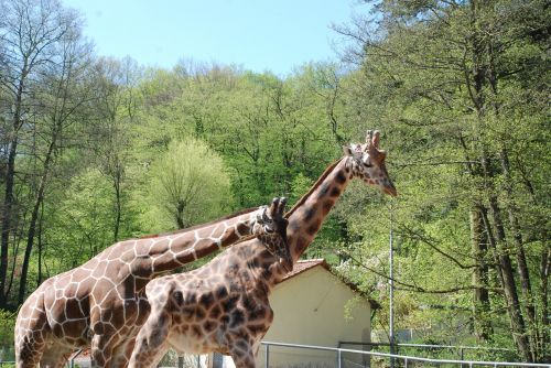zoo giraffes animal