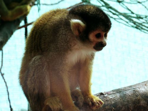 zoo squirrel monkey animal