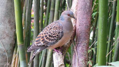 zoo wildlife dove