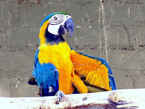 zoo animal parrot