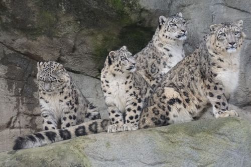 zoo animal snow leopards